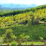 5 amici in vigna per un bianco unico che realizza un sogno